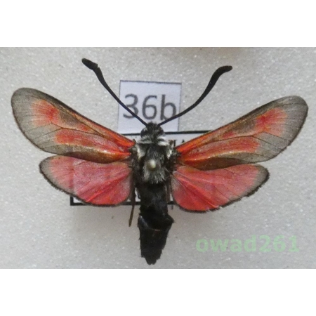 Zygaena punctum Ochsenheimer, 1808 Czech36b
